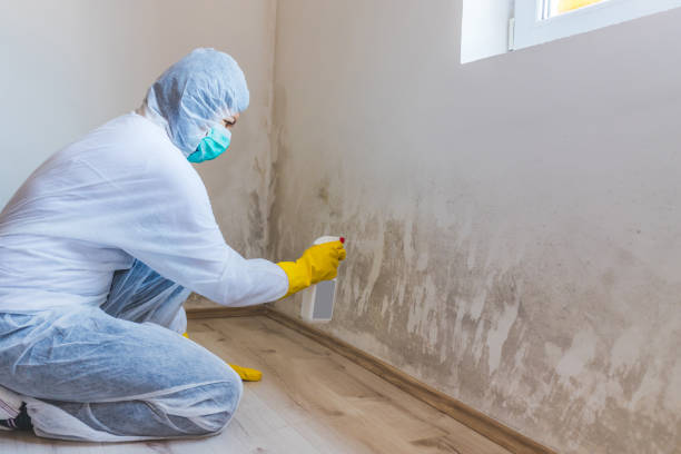 Mold Remediation specialist working in Verona