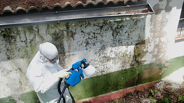 Mold Removal service in Verona